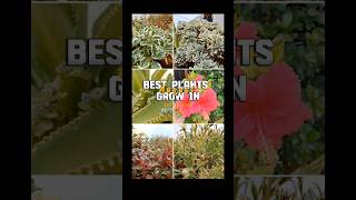 Easy To Propagate 🥀 shorts yutubeshorts trending propogation [upl. by Krueger]