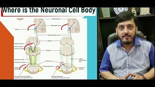 Ascending Tracts Spinal Cord  Spinothalamic  Dorsal Column  Spinocerebellar  M Kamran Ameer [upl. by Enitsirhk890]