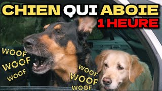 CHIEN QUI ABOIE  1H [upl. by Nnylarak]