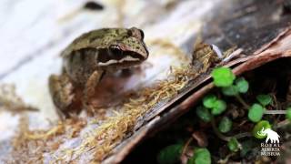 Wood Frog Tadpoles  How Quickly They Grow [upl. by Adieno]