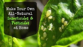 Organic Pesticides For Plants  Homemade Organic PesticideEvergreenGarden123 [upl. by Cherian769]