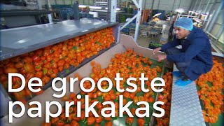 STE  Grootste Paprikakas  Het Klokhuis [upl. by Adlecirg]