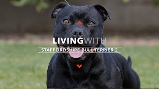 LIVING WITH STAFFORDSHIRE BULL TERRIERS 2 PROTECTION WORK [upl. by Lekcar]