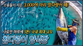 전 세계 참치 어획량의 1도 되지 않는 최고급 횟감 참다랑어가 무려 3000여 마리  국내 최대 규모 참다랑어 양식장  극한직업│골라듄다큐 [upl. by Adley833]