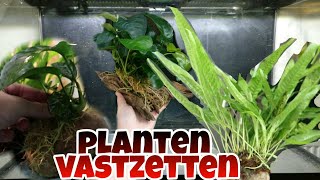 Aquariumplanten LIJMEN en BINDEN op hout amp steen Nickey [upl. by Vipul]