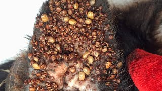 Removing All Ticks From Dog  Dog Ticks Removing Clip  Ticks Removal Videos EP 10 [upl. by Aim]