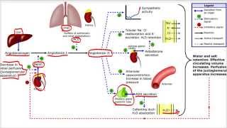 Sistema Renina Angiotensina Aldosterona [upl. by Okiruy]
