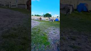 Wait until the end 🥰😍😝 horse horses horselover [upl. by Barcus]