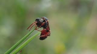 Tormentil Nomad Bee Nomada roberjeotiana roosting Bodmin Moor Cornwall 23 July 2024 [upl. by Roxanne]