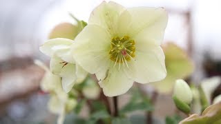 Hellebore Care Guide [upl. by Ardnohsed741]