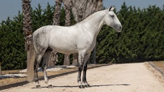 Horse for Sale  Grand Prix Lusitano Stallion with International Show Record ref856 [upl. by Cherri737]