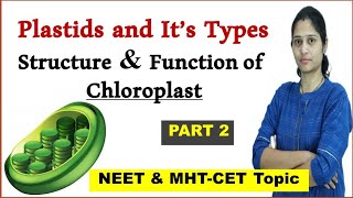 Plastids  Structure and Function of chloroplast [upl. by Oznol147]