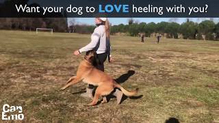 Heeling Tip for Schutzhund [upl. by Basil]