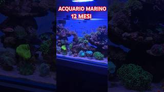 ACQUARIO MARINO 12 MESI shorts acquariofilia acquariomarino [upl. by Nyltiak753]