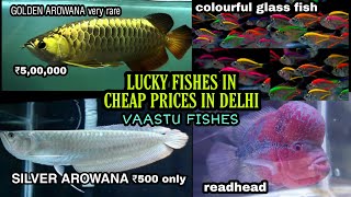 AROWANA RARE VAASTU FISH IN CHEAP PRICE IN DELHI  Silver arowana gold arowana amp glass fish [upl. by Venator]