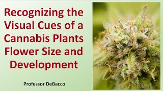 Recognizing the Visual Cues of a Cannabis Plants Flower Size and Development [upl. by Murdock]