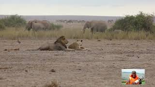 Amboseli National Park True Animal kingdom [upl. by Annahvas]