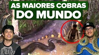 AS MAIORES COBRAS DO MUNDO [upl. by Johnstone]