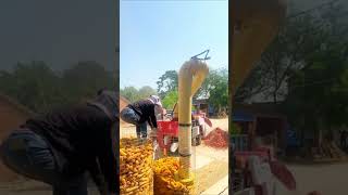 Efficient corn threshing process [upl. by Wettam56]