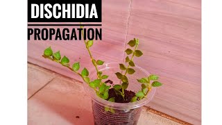 The Easiest Way To Propagate Dischidia  Dischidia Propagation  Millions Of Heart Propagation [upl. by Hamburger]