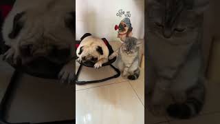 funny animal episode 76 short funnycats funnydogs cat dog [upl. by Hamrnand331]