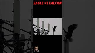 Eagle vs falcon flying birds baldeagle falcoon [upl. by Michail]