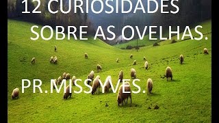 12 CURIOSIDADES SOBRE AS OVELHAS  PRMISS YVES [upl. by Sartin]