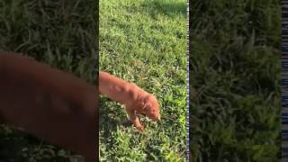 Vizsla Puppies For Sale [upl. by Ahsiekit349]