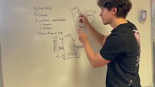 Afterload Preload and Auxotonic contraction in the Heart Cardiophysiology [upl. by Nilad]