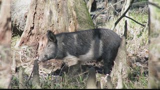 Park closes to manage hog problem [upl. by Ellivro]