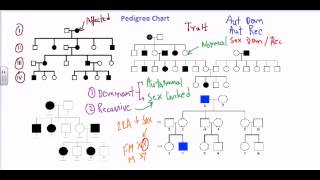 Pedigree chart [upl. by Anade]