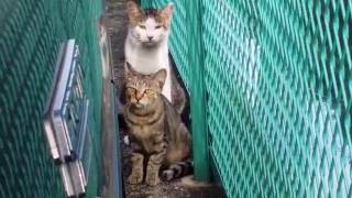 10 4 16  😾 Unfriendly Stray Cats なつかない 野良猫  Tokyo Japan  VEVO GasSubWild YouTube [upl. by Atnoek252]