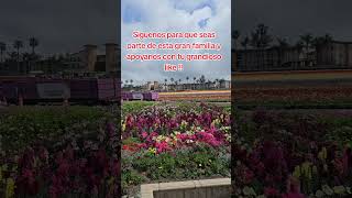 The Flower Fields en San Diego California Usa tiktokviral fyp california usa flores sandiego [upl. by Calley]