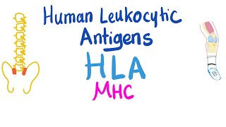 Human Leukocytic Antigen HLA  Major Histocompatibility Complex MHC  Immune System [upl. by Odin]