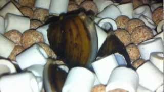 Freshwater Clams are Moving and Feeding 90 Gallon Aquaponic Sump Tank with 100 Clams [upl. by Rabka]