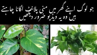 How To Grow Your Money Plant 🌵 🌿 By Domestic Diaries  Tips For Easy Growth Of Money Plant ☘️🌿 [upl. by Sotos583]