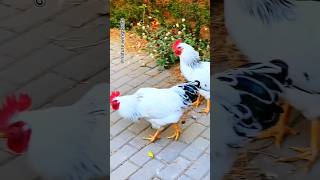 Pair of white chickens pecking grains on the sidewalk shorts chicken trending viralvideo [upl. by Randa]