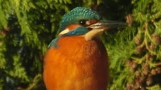 Eisvogel  Besuch am Gartenteich  Werner Dippon [upl. by Atteynod]