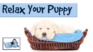 Music to Relax your Puppy  Relaxing Music for Dogs with Anxiety [upl. by Jeralee]