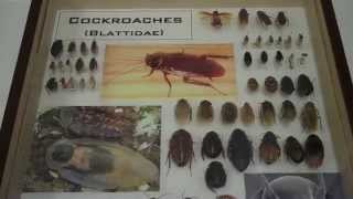 A Visit to the Ohio State University Department of Entomology Columbus [upl. by Hicks479]