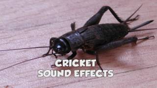 Cricket sound effect [upl. by Chladek]