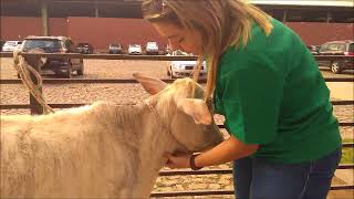 Exame clinico em bovino Semiologia veterinária [upl. by Eniawtna350]