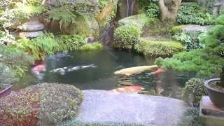 Modern Koi Blog 263  Live from Japan Ein 5000 Liter Traum Teich [upl. by Atile]