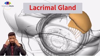 Lacrimal apparatus  Anatomy of eye  Tear drainage system  2024  Optometryreels [upl. by Kerrison201]