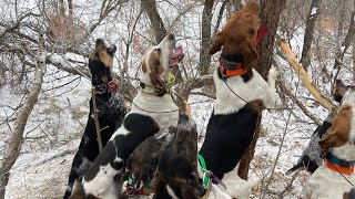 2022 Utah Mountain Lion Hunt with Hounds These young dogs made us proud [upl. by Yalcrab]