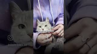 Collares especiales para gatos con IDENTIFICACION DIGITAL [upl. by Afihtan484]