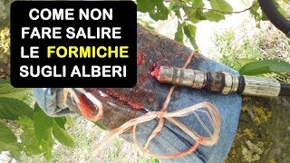 COME NON FARE SALIRE LE FORMICHE SUGLI ALBERI [upl. by Ainoet574]