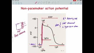 Cardiac Action Potential  Non Pacemaker Action Potential [upl. by Sonnnie371]