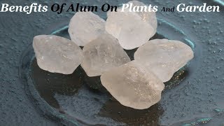 Benefits of Alum on Plants and Garden And How To Make Soil AcidicUrduHindi [upl. by Derriey]