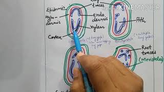 Anatomy of stele of rhizome and petiole of PterisA pteridophyte [upl. by Ramyar]